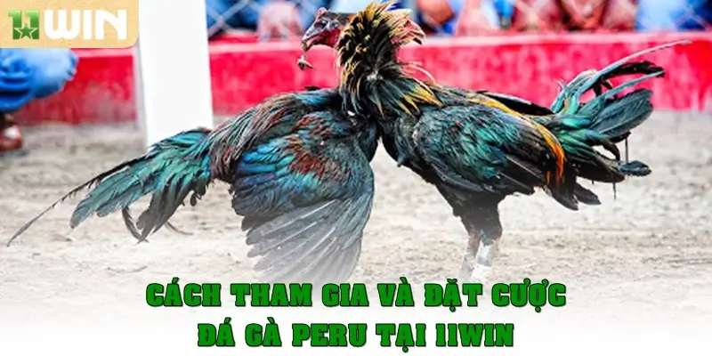 Cách tham gia và đặt cược đá gà Peru tại 11win
