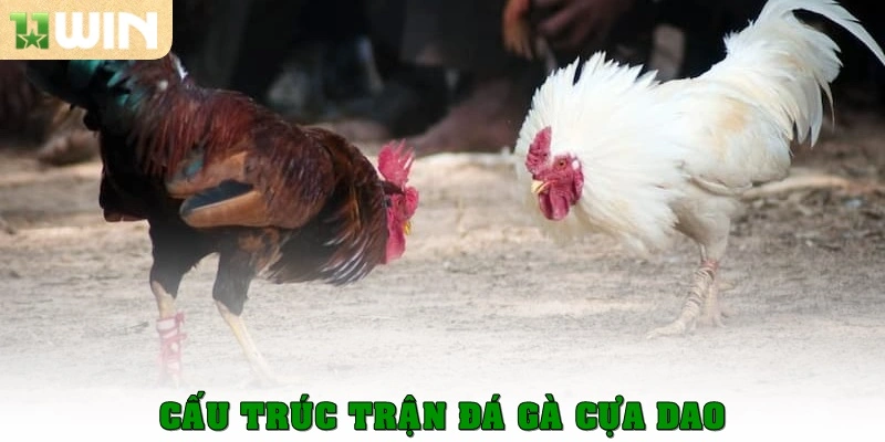 Cấu trúc trận đá gà cựa dao