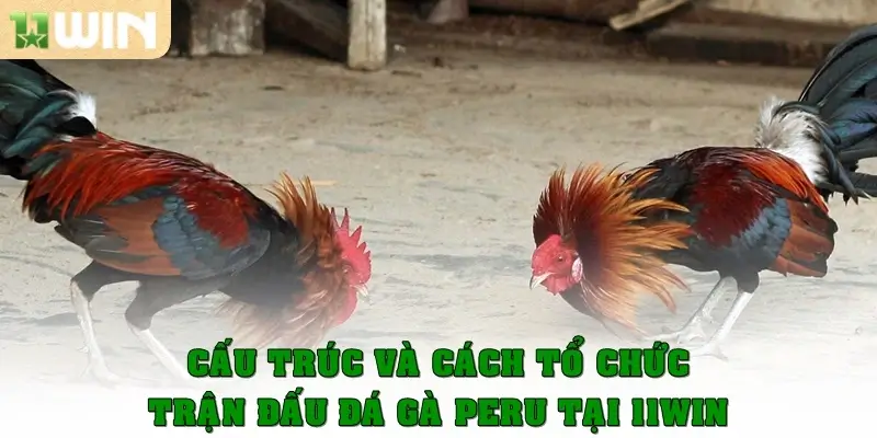 Cấu trúc và cách tổ chức trận đá gà Peru tại 11win
