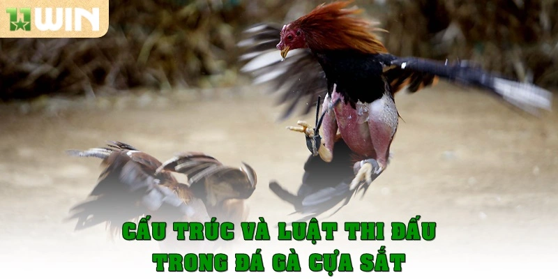 Cấu trúc và luật thi đấu trong đá gà cựa sắt