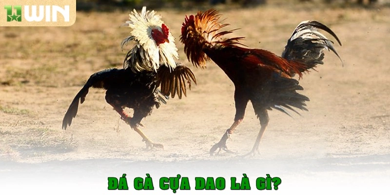 Đá gà cựa dao là gì?