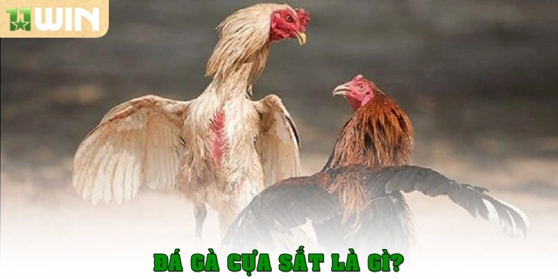 Đá gà cựa sắt là gì?