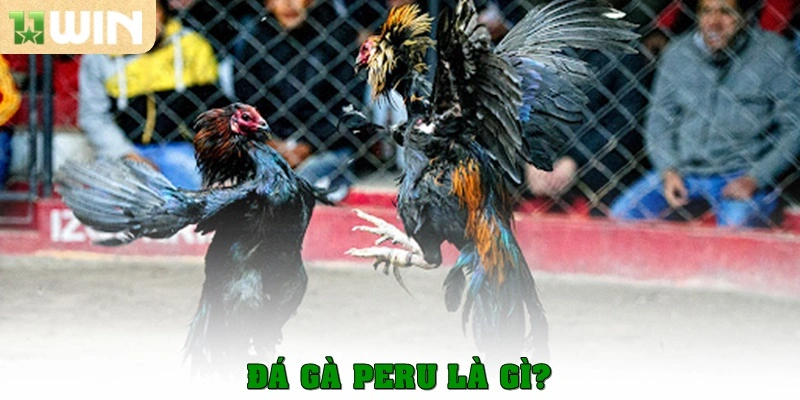 Đá gà Peru là gì?