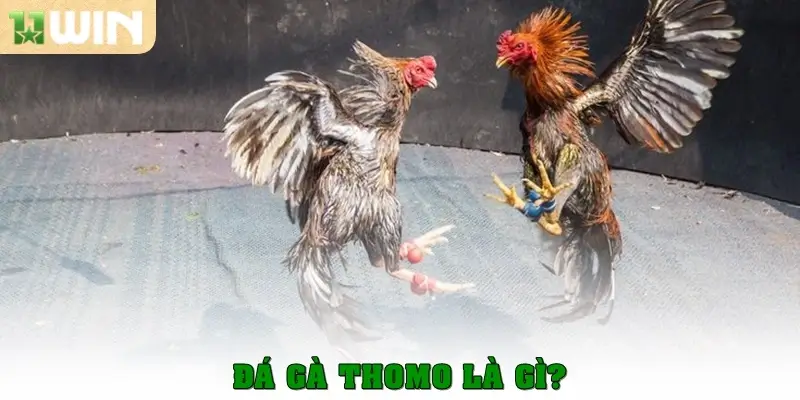 Đá gà Thomo là gì?