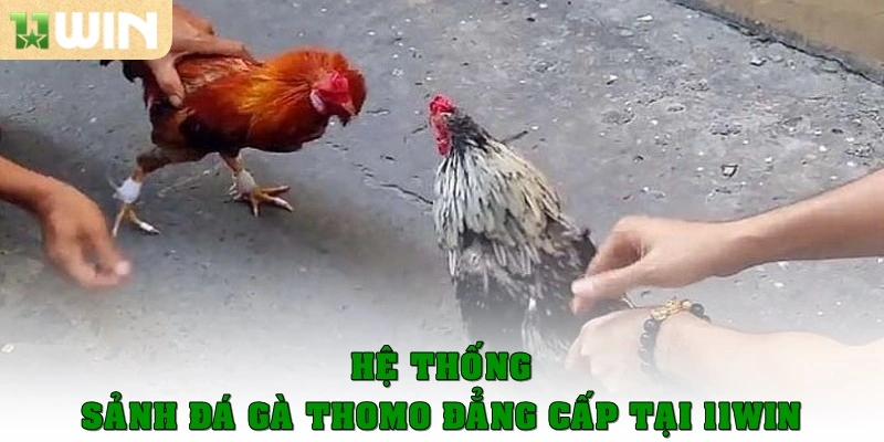 Hệ thống sảnh đá gà Thomo đẳng cấp tại 11win